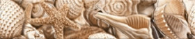 Фото Фриз вертикальный Е11441 Sea Breeze shells 60х300 Фото Фриз вертикальный Е11441 Sea Breeze shells 60х300